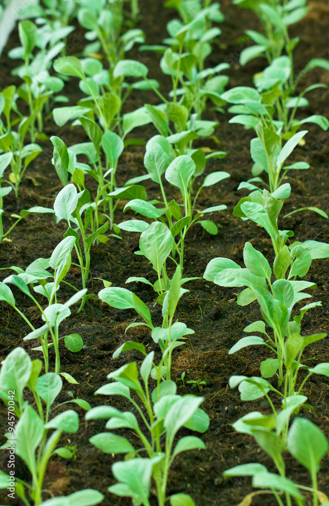 Chinese kale vegetable garden. Chinese kale vegetable garden.