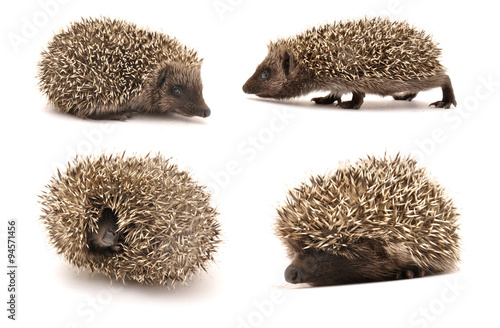 Hedgehog collection, different positions
