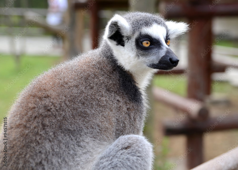 Obraz premium lémurien