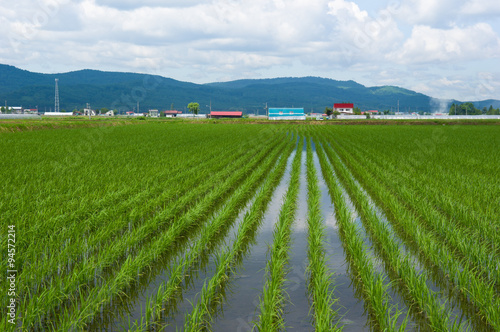 Рисовые поля