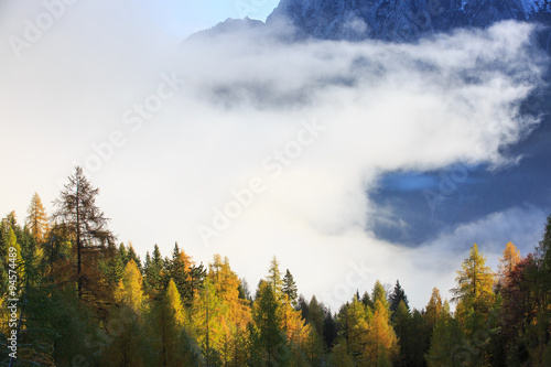 Dense coniferous autumn forest in magical morning mist