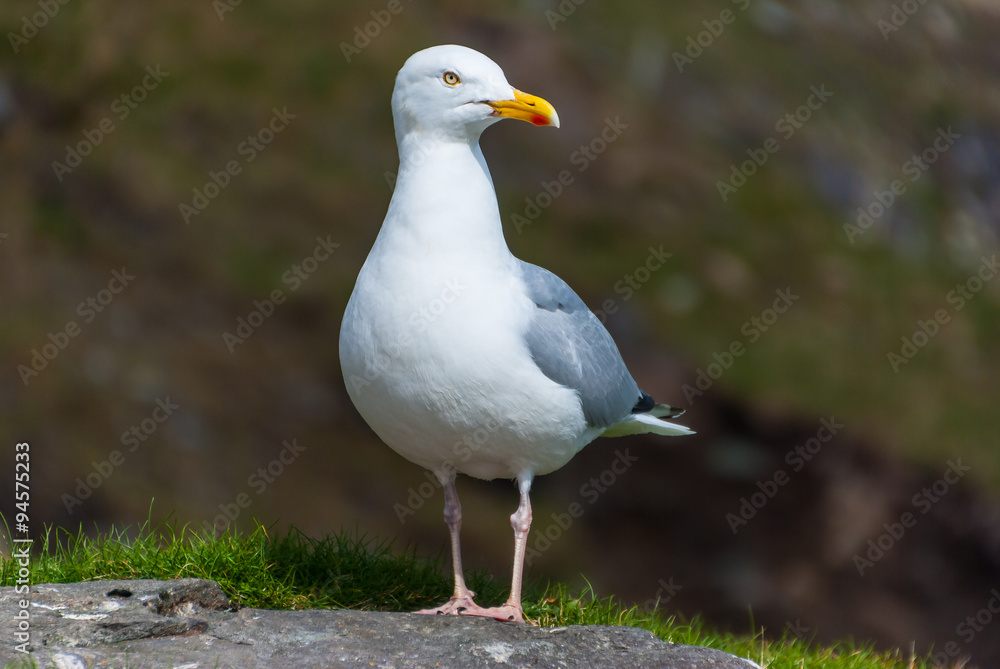Seagull posing in the top of the cliffs