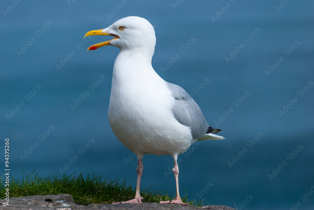 Seagull posing in the top of the cliffs Seagull posing in the top of the cliffs