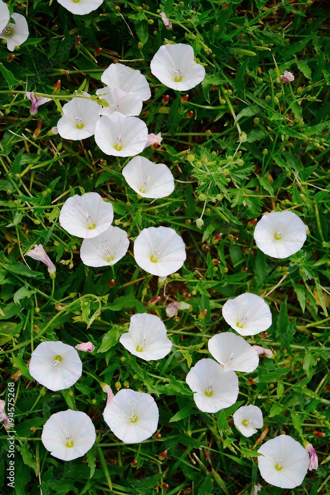 White wild flowers in Lithuania field on summer