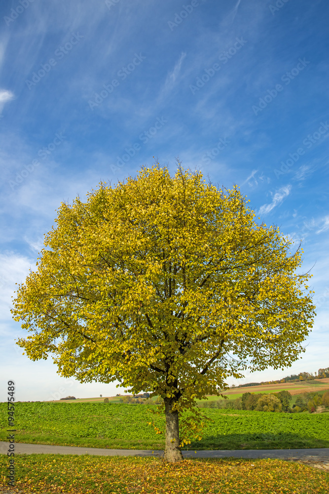 Linde im Herbst Linde im Herbst
