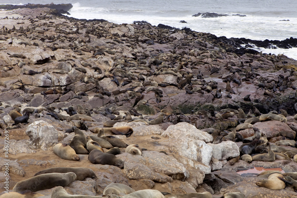 Brown fur seal colonies in the foreground young cros Cape, Namibia