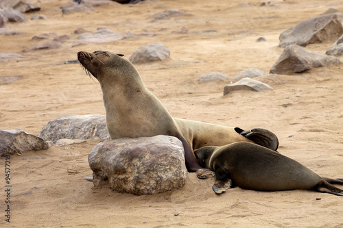  milk suckling Brown fur seal, Cape cros, Namibia