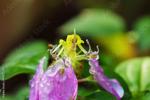 Fototapeta Naklejka Na Ścianę i Meble -  Close up dew drops on flower Dissotis rotundifolia