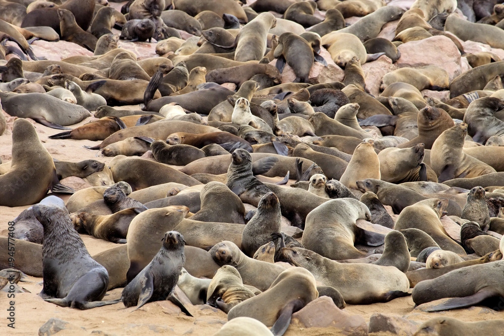 Fototapeta premium Brown fur seal colonies in the foreground young cros Cape, Namibia