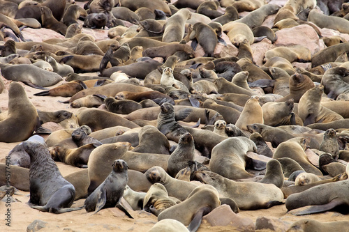 Brown fur seal colonies in the foreground young cros Cape, Namibia