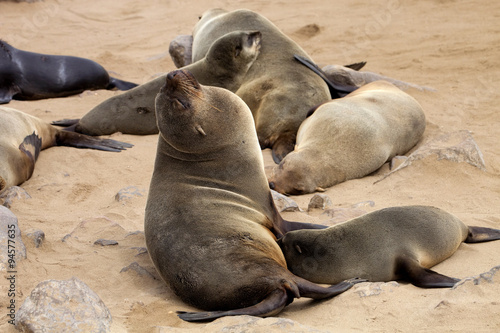 Brown fur seal colonies in the foreground young cros Cape, Namibia