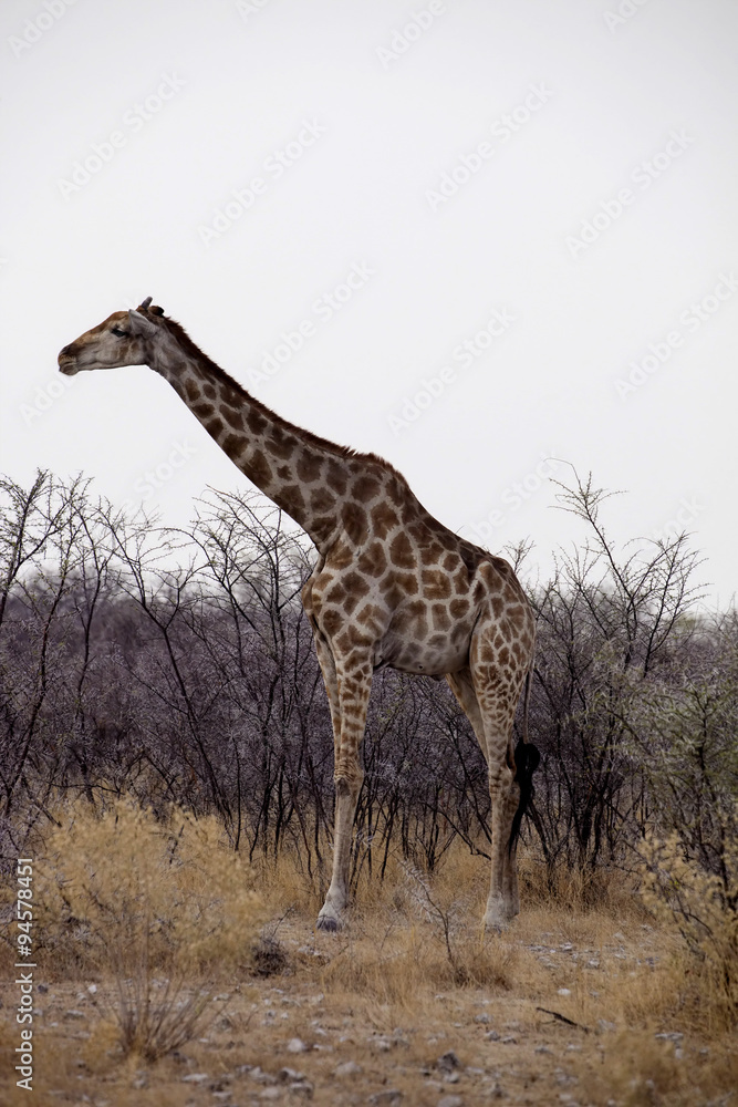 Fototapeta premium Giraffe, Giraffa camelopardalis,in the bush Namibia