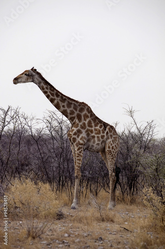 Giraffe  Giraffa camelopardalis in the bush  Namibia