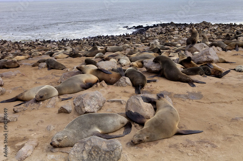 Brown fur seal colonies in the foreground young cros Cape, NamibiaBrown fur seal colonies in the foreground young cros Cape, Namibia