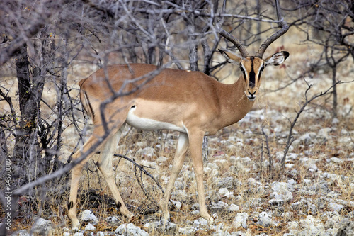 Black-faced Impala, Aepyceros melampus petersi in the bush Namibia