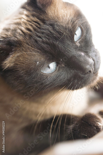 Beautiful kitten playing on a sunny day at home photo