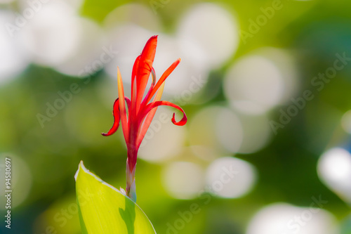 ダンドクの花 photo