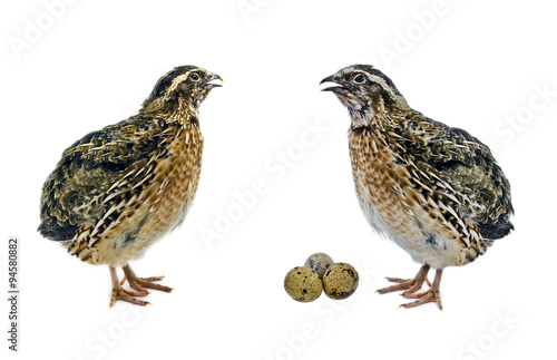Quails with their eggs isolated on white background