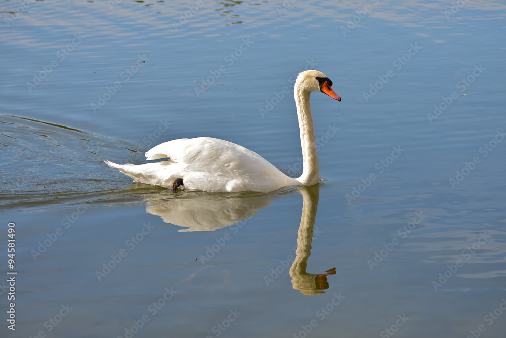 Obraz premium Cygne sur l'eau, reflet