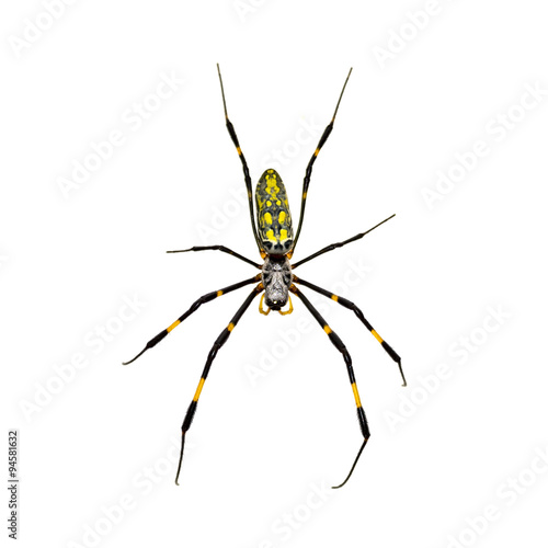Isolated Silk Spider