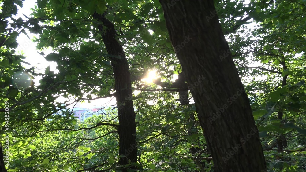 nature (forest) - trees with sun (sun rays) - steadicam nature (forest) - trees with sun (sun rays) - steadicam