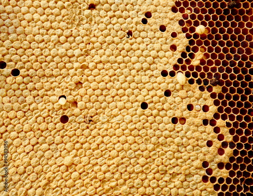 Close up view of bees bee larva on honey cells.