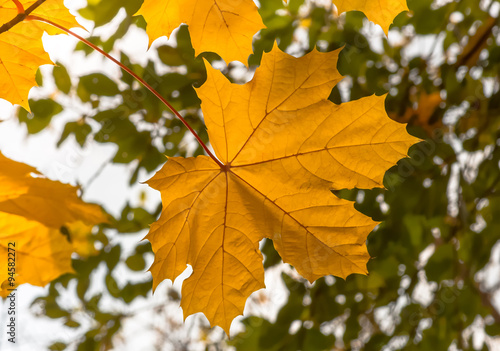 autumn yellow maple leaves
