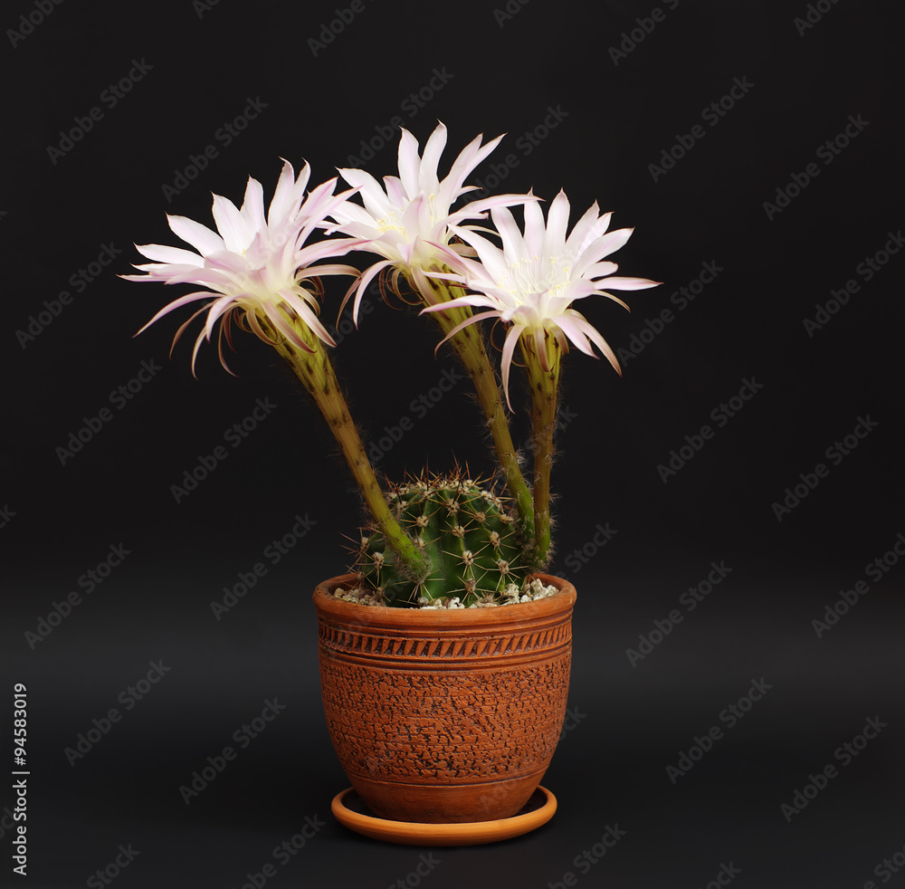 Blooming cactus Echinopsis Hybrid with three flowers, dark background