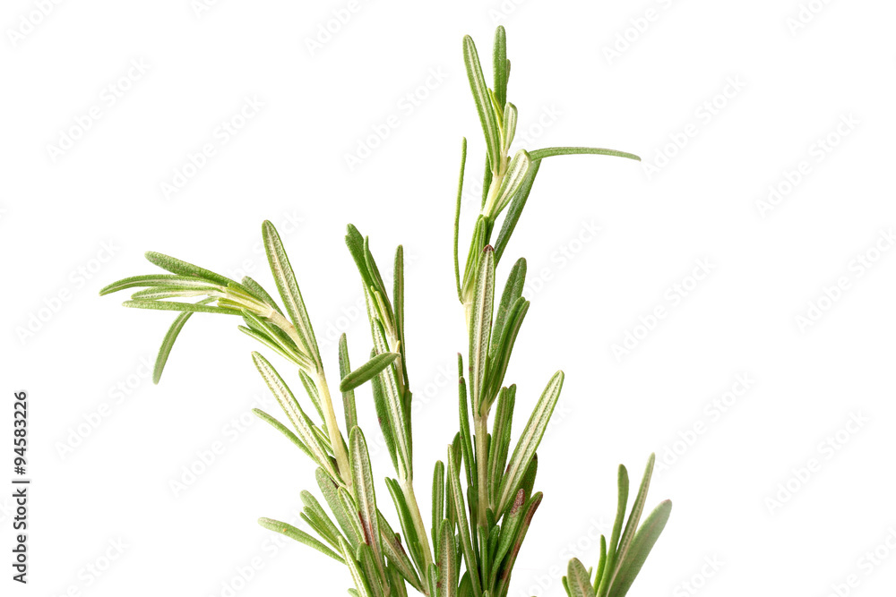 Obraz premium Rosemary isolated on a white background