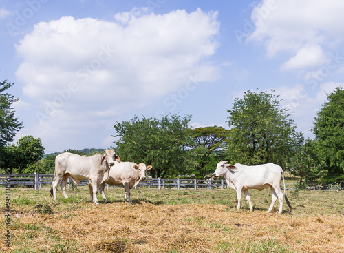 Cow standing in farm
