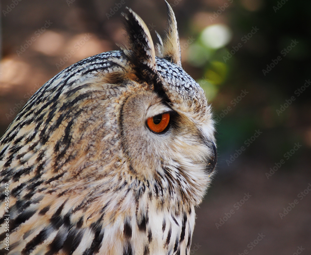 Portrait of royal owl with orange eyes Portrait of royal owl with orange eyes