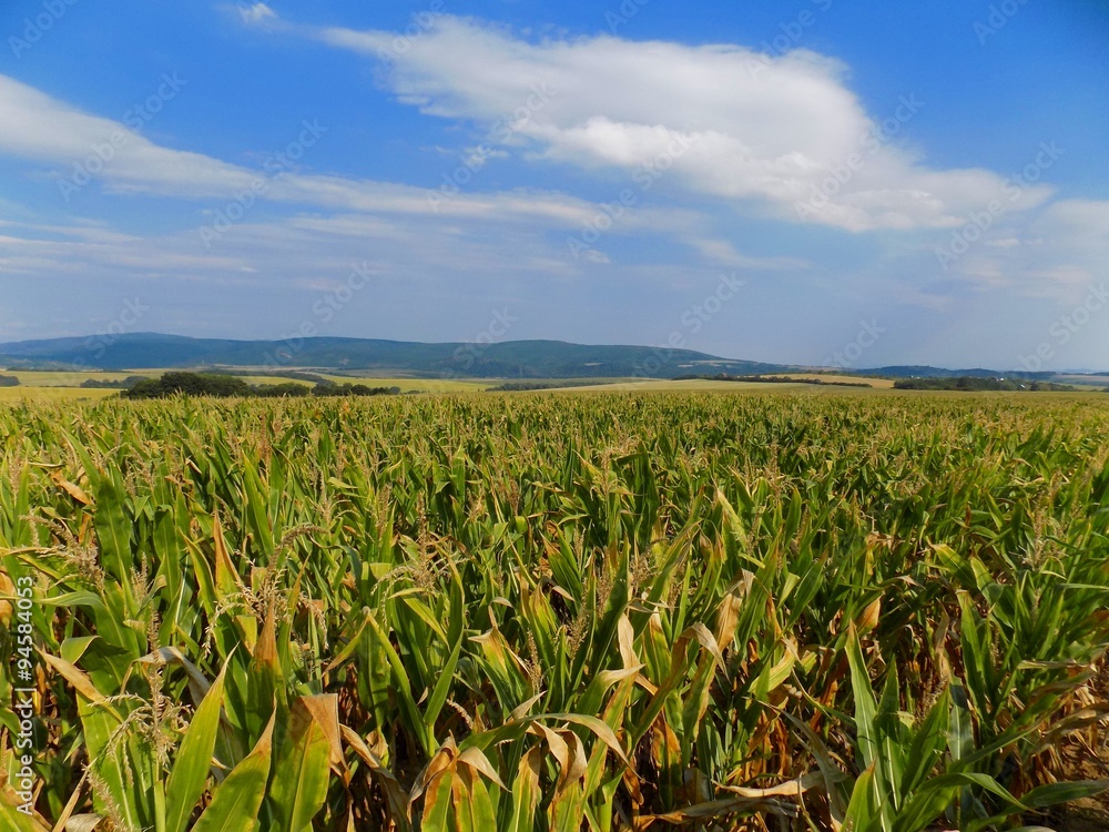 Corn field, hills and sky Corn field, hills and sky