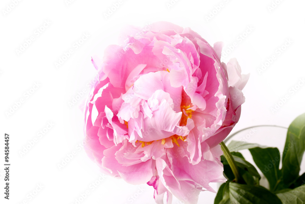 Peony isolated on a white background light pink Peony isolated on a white background light pink