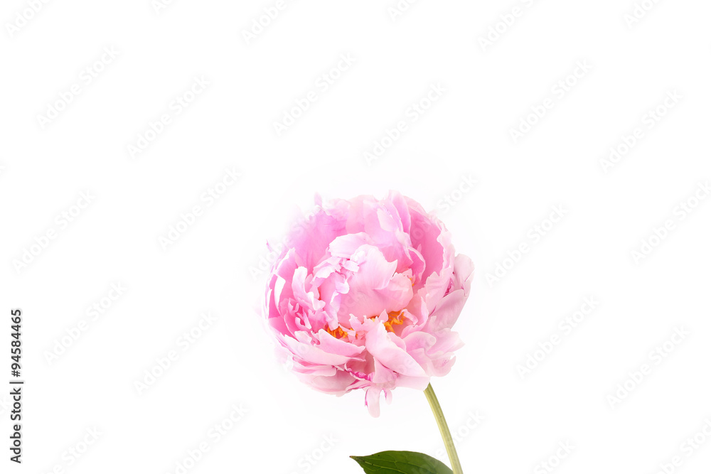 Obraz premium Peony isolated on a white background light pink