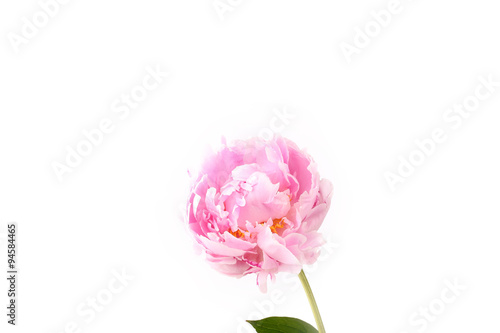 Peony isolated on a white background light pink