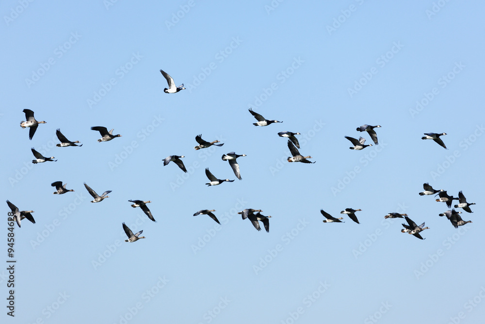 Flock of wild Barnacle and Greylag Geese flying