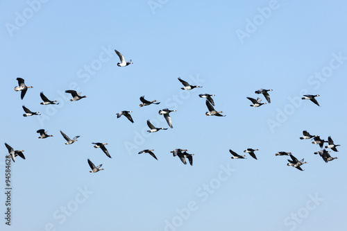 Flock of wild Barnacle and Greylag Geese flying © eyewave
