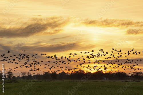 Wild geese flying in sunset