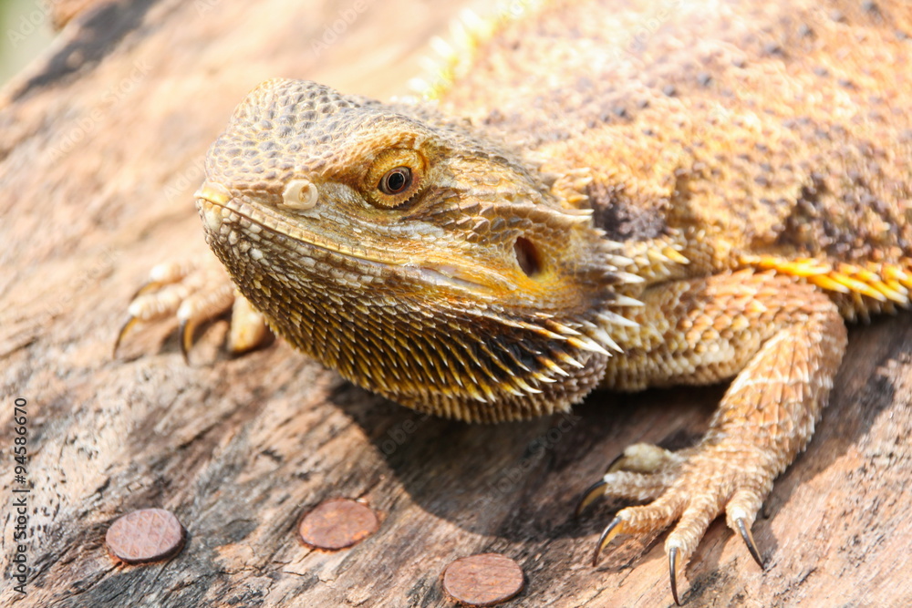 Obraz premium Central bearded dragon
