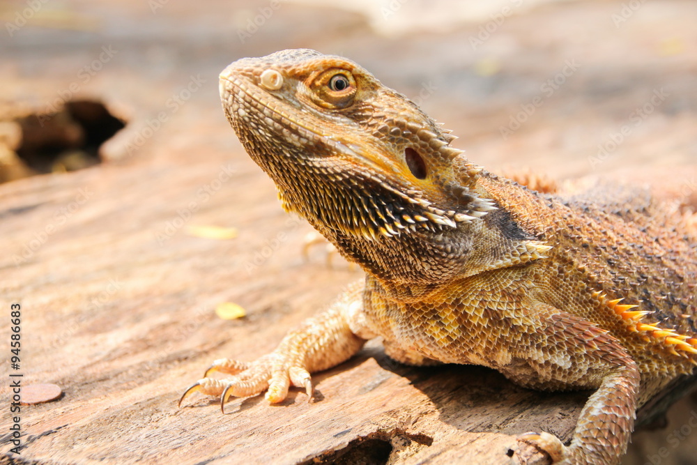 Obraz premium Central bearded dragon
