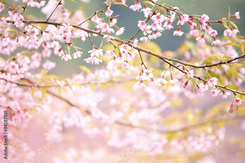 Closeup of Wild Himalayan Cherry  Vintage Color