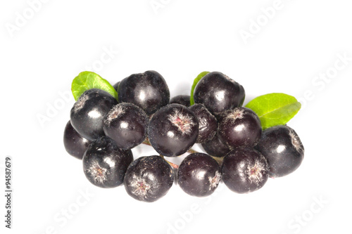 black ashberry isolated