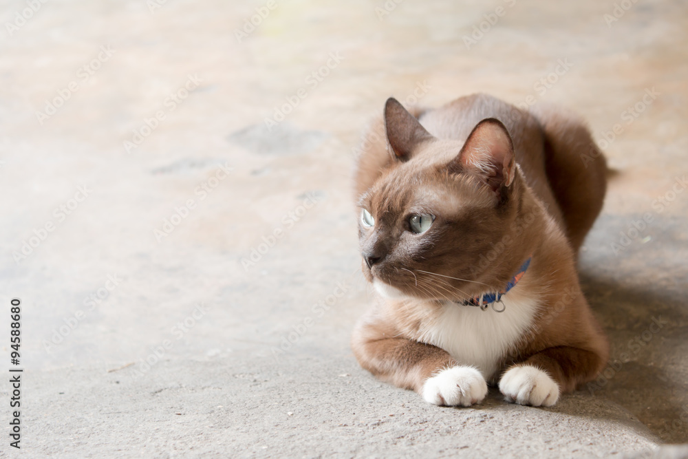 Cat sitting on cement floor - vintage effect