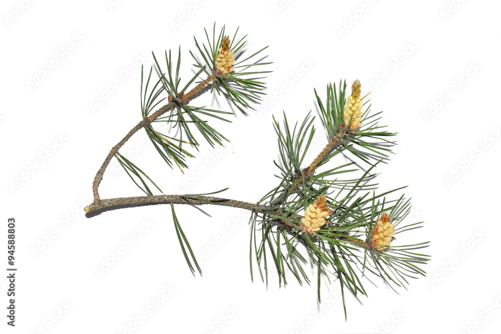 Branch of Pinus sylvestris on white background Branch of Pinus sylvestris on white background