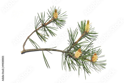 Branch of Pinus sylvestris on white background photo
