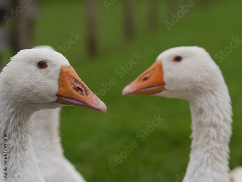 white goose outdoors
