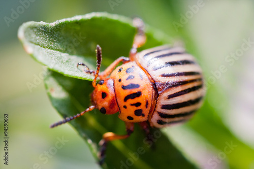 Colorado potato beetle. Bug sitting on a green leaf of potatoes