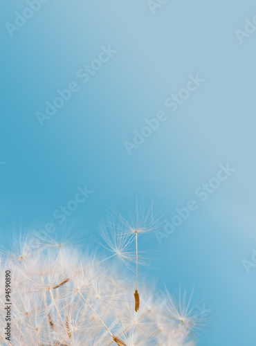 Dandelion flower seeds against blue sky background