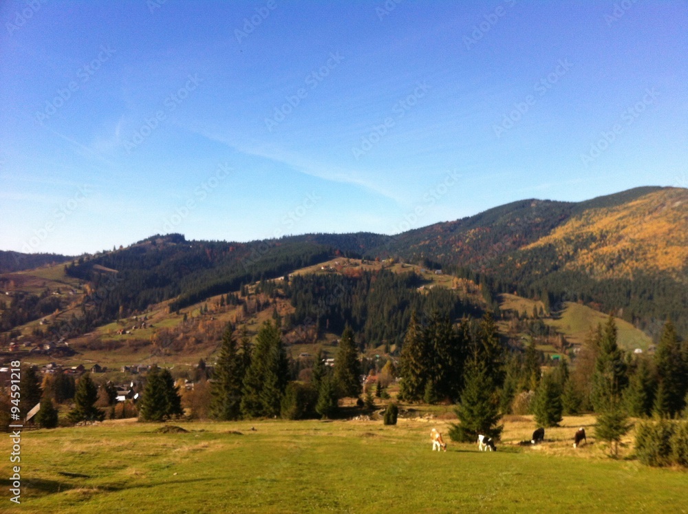 Cows grazing in a meadow in the mountains