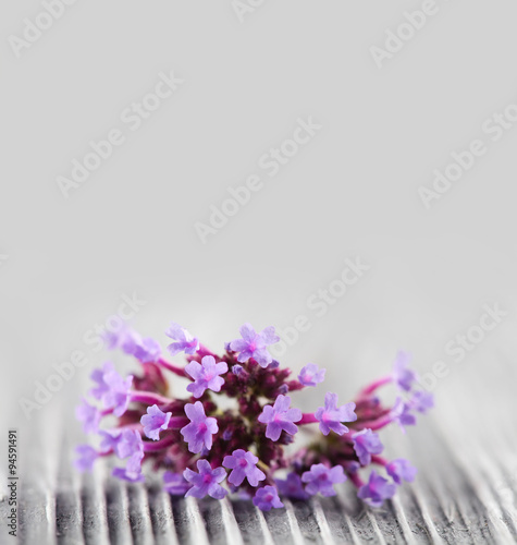Blooming small pink  violet flowers. Vintage wooden background